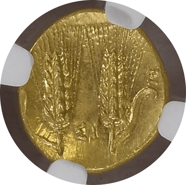 【Ch MS 5/5 4/5 Fine Style】紀元前290年〜280年 古代ギリシャ ルカニア メタポントゥム  1/3スターテル金貨(裏)